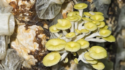 Golden Oyster Mushrooms on a mushroom farm.