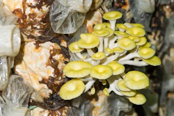 Golden Oyster Mushrooms on a mushroom farm.