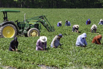 Agricultural workers harvesting a strawberry field.