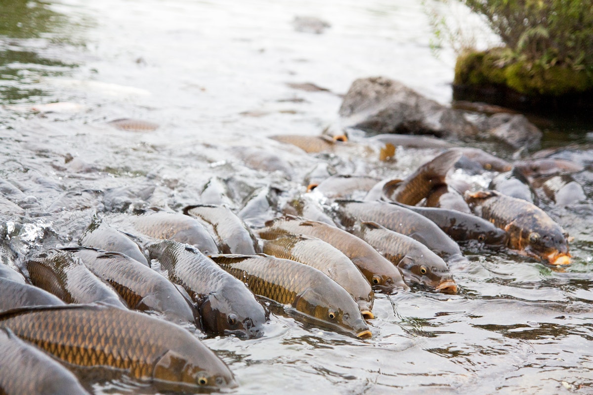 Invasive Carp Threaten the Great Lakes, Revealing a Surprising Twist in National Politics