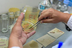 Cassava leaf stalks analyzed in a laboratory.