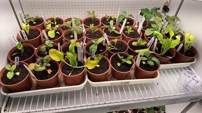 Spinach, rocket and kale plants grown under climate change conditions.