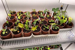 Spinach, rocket and kale plants grown under climate change conditions.