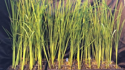 A collection of CRISPR-Cas mutagenized rice plants.