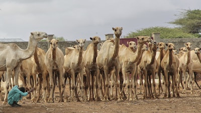 A Somali man grazes camels in Beder Camel Farm on the outskirts of the capital Mogadishu, Somalia, June 18, 2025.