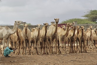A Somali man grazes camels in Beder Camel Farm on the outskirts of the capital Mogadishu, Somalia, June 18, 2025.