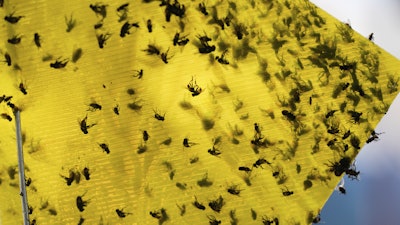 Flies of various species sit stuck in a trap near the pens of an auction in Hermosillo, Sonora state, Mexico, July 29, 2025.