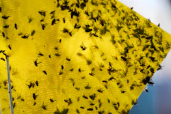 Flies of various species sit stuck in a trap near the pens of an auction in Hermosillo, Sonora state, Mexico, July 29, 2025.