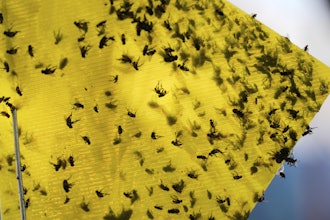 Flies of various species sit stuck in a trap near the pens of an auction in Hermosillo, Sonora state, Mexico, July 29, 2025.