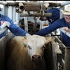 Cowboys push a cow out of its spot to a veterinarian inspection at a ranch that exports livestock to the U.S., in Zamora, northern Mexico, Monday, July 28, 2025.