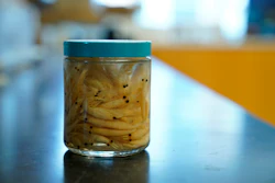 A jar of krill sits on a lab counter at the Virginia Institute of Marine Science, Gloucester Point, Va., May 10, 2023.