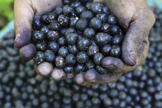 A worker holds acai berries for sale on Combu Island, Belem, Brazil, Tuesday, Aug. 5, 2025.