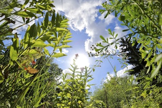 The sun shines on plants in Martin Roetzel's 'The Monk Garden' in Berlin, Aug. 17, 2025.