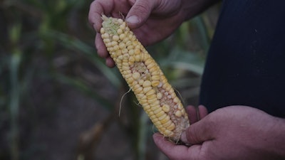 Gary Rynd displays an ear of corn with patchy kernels, likely due to pollination issues, Monday, Aug. 18, 2025, in Paw Paw, Mich.