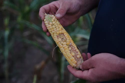 Gary Rynd displays an ear of corn with patchy kernels, likely due to pollination issues, Monday, Aug. 18, 2025, in Paw Paw, Mich.