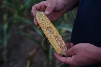 Yellow corn ear with brown spots held by hands, partially shucked