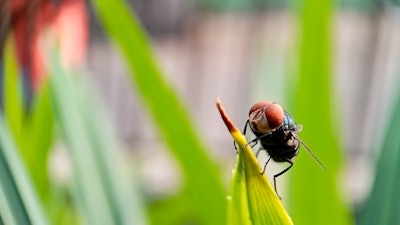 Cochliomyia hominivorax, the New World screwworm fly.