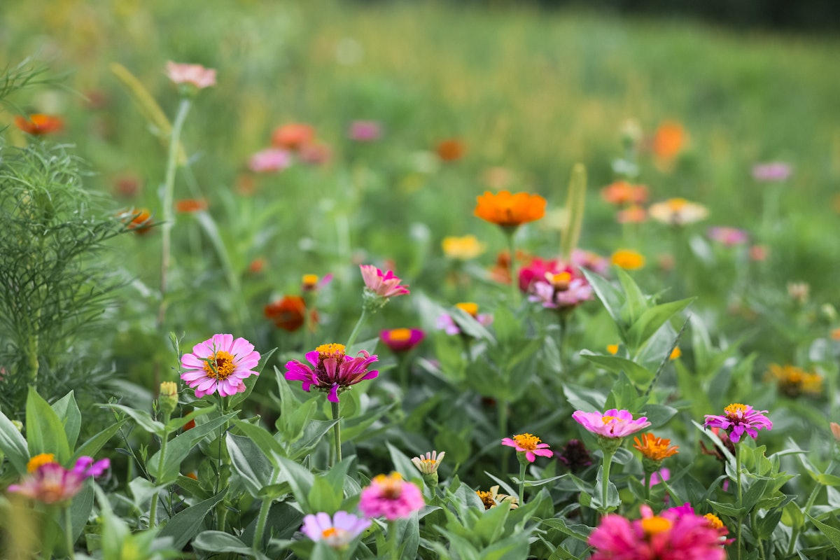 'Chaos Gardening': Wild Beauty, or Just a Mess?