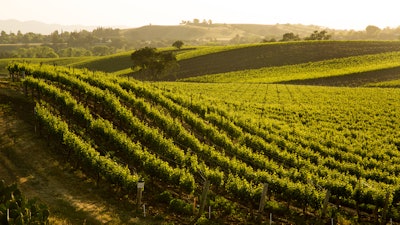 A hillside vineyard of Sauvignon Blanc grapes in central California.