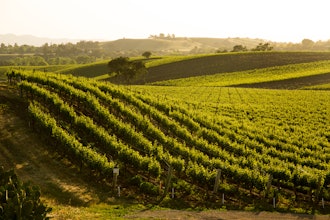 A hillside vineyard of Sauvignon Blanc grapes in central California.