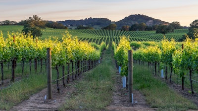 Vineyards in Heladsburg, Calif.