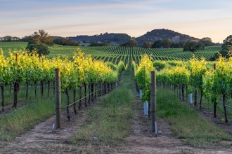 Vineyards in Heladsburg, Calif.