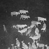 In this image taken from video released by the USDA, Gray wolves halt an attack on a cow at an undisclosed location along the Oregon/California border after a drone emits noises at them as part of efforts by the USDA to monitor predators at night and repel them from livestock by non-lethal means.