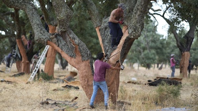 Workmen peel off the bark of cork trees in Rio Frio, Portugal, Aug. 28, 2025.