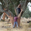 Workmen peel off the bark of cork trees in Rio Frio, Portugal, Aug. 28, 2025.