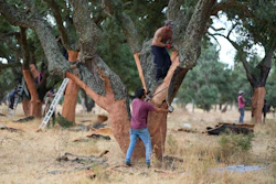 Workmen peel off the bark of cork trees in Rio Frio, Portugal, Aug. 28, 2025.