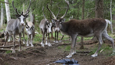 Reindeer stand at a farm in Lulea, Sweden, Saturday, Aug. 16, 2025.