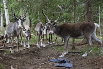 Reindeer stand at a farm in Lulea, Sweden, Saturday, Aug. 16, 2025.