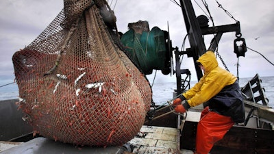 Jan. 6, 2012, James Rich maneuvers a bulging net full of northern shrimp caught in the Gulf of Maine.