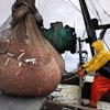 James Rich maneuvers a bulging net full of northern shrimp caught in the Gulf of Maine, Jan. 6, 2012.