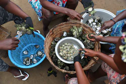 Women open freshly cooked oysters in Tsokomey, Ghana, Aug. 6, 2025.