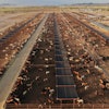 Cattle feed at a ranch that exports livestock to the U.S., in Zamora, northern Mexico, July 29, 2025, with the U.S. border closed to Mexican cattle imports over screwworm concerns.