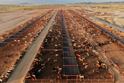 Cattle feed at a ranch that exports livestock to the U.S., in Zamora, northern Mexico, July 29, 2025, with the U.S. border closed to Mexican cattle imports over screwworm concerns.