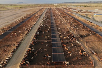 Cattle feed at a ranch that exports livestock to the U.S., in Zamora, northern Mexico, July 29, 2025, with the U.S. border closed to Mexican cattle imports over screwworm concerns.