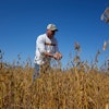 Brian Warpup inspects one of his soybean fields in Warren, Ind., Sept. 11, 2025.
