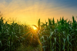 Biochar, which can be made from corn, is a versatile material.