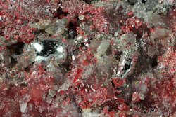 Mined-out Mercury.