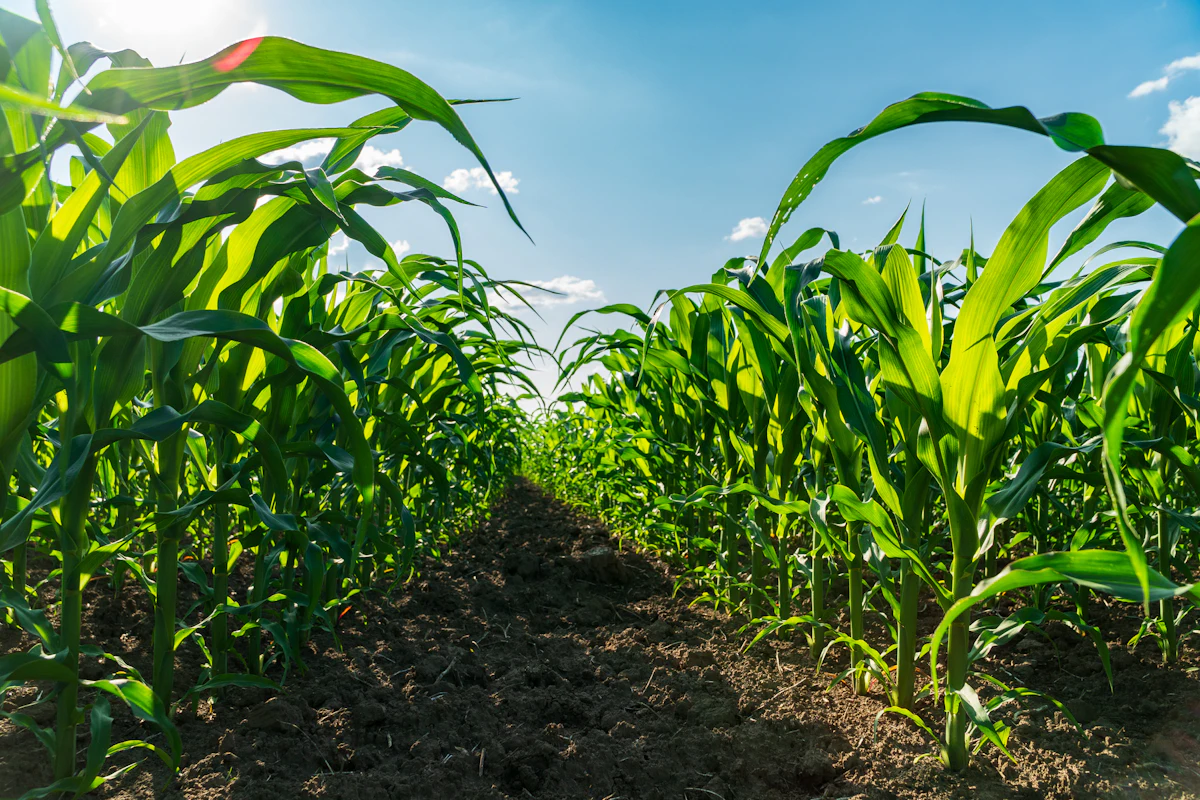 Atom-Precise Agriculture: The Future of Eco-Friendly Crop Protection Atom-Precise Agriculture: The Future of Eco-Friendly Crop Protection