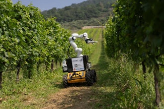 Frasky in a real vineyard in Bergamo.
