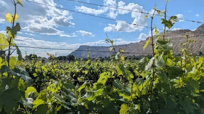 Colorado’s $3.9 billion wine industry is threatened by a tiny aphid.