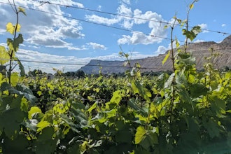 Colorado’s $3.9 billion wine industry is threatened by a tiny aphid.