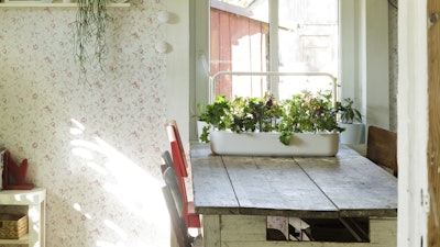 Plants growing in a Click & Grow smart garden.