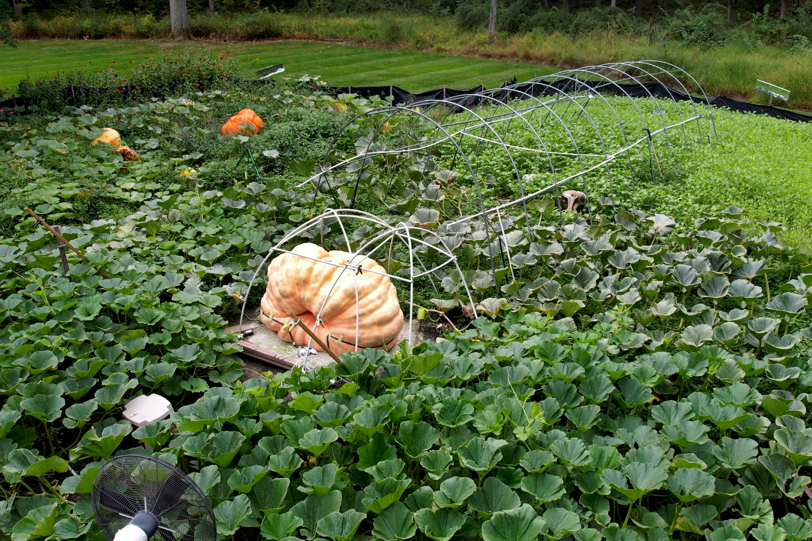 A measuring tape encircles Tony Scott's pumpkin he grew in his Wappingers Falls, N.Y., backyard on Sept. 17, 2025.