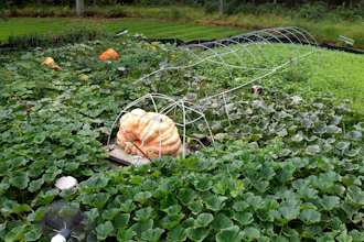 A measuring tape encircles Tony Scott's pumpkin he grew in his Wappingers Falls, N.Y., backyard on Sept. 17, 2025.