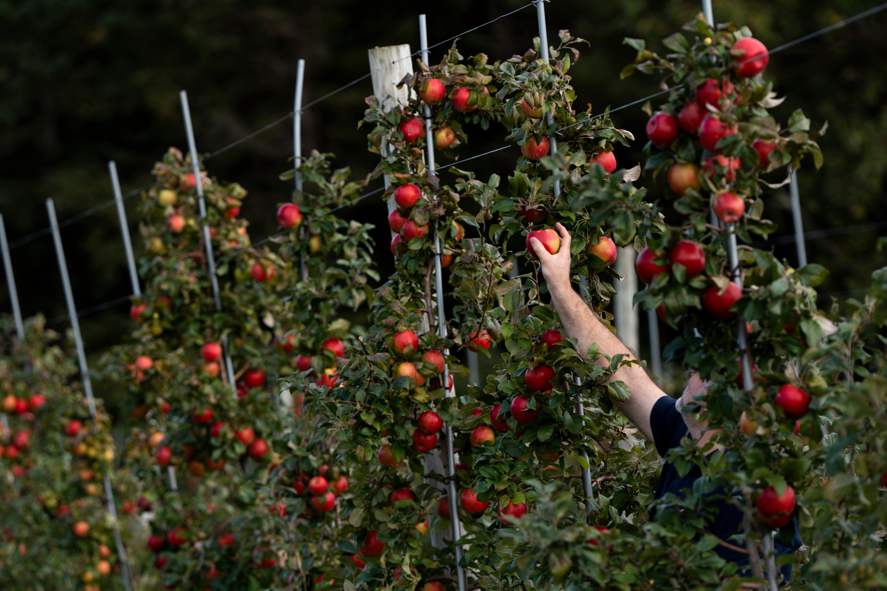 A person picks apples at an orchard in Wolfville, Nova Scotia, Monday, Oct. 9, 2023.