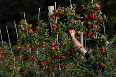 A person picks apples at an orchard in Wolfville, Nova Scotia, Monday, Oct. 9, 2023.